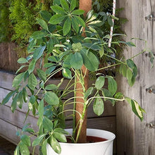 Cargar imagen en el visor de la galería, Tutor Fibra Coco Natural Pincho Plantas Trepadoras y Enredaderas, Guía para Las Raíces Paquete de 2