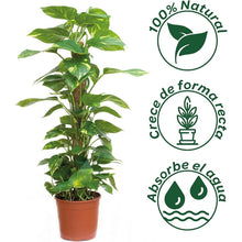 Cargar imagen en el visor de la galería, Tutor Fibra Coco Natural Pincho Plantas Trepadoras y Enredaderas, Guía para Las Raíces Paquete de 2