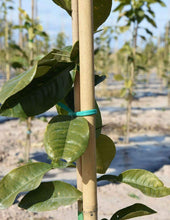 Cargar imagen en el visor de la galería, 20 Unids Tutores, Palitas, Cañas de Bambú Para Plantas o Decoracion Jardin Hogar