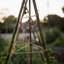 Cargar imagen en el visor de la galería, 20 Unids Tutores, Palitas, Cañas de Bambú Para Plantas o Decoracion Jardin Hogar