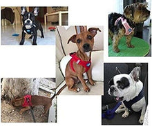 Cargar imagen en el visor de la galería, Arnés para Perros Mascotas Callar para Perros Mascotas pequeño Mediano y Grande