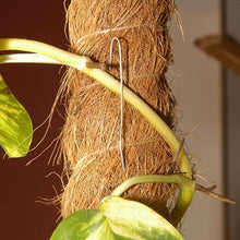 Cargar imagen en el visor de la galería, Tutor Fibra Coco Natural Pincho Plantas Trepadoras y Enredaderas, Guía para Las Raíces Paquete de 2
