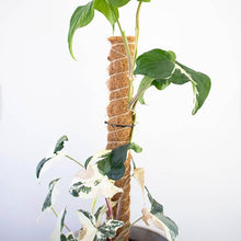 Cargar imagen en el visor de la galería, Tutor Fibra Coco Natural Pincho Plantas Trepadoras y Enredaderas, Guía para Las Raíces Paquete de 2
